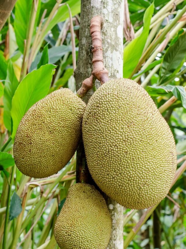 Why Jackfruit Is Super Healthy!